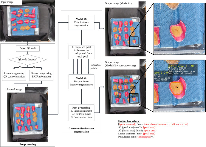 PPhenomics's tweet photo. Spotibot (web/mobile) uses deep learning to detect Botrytis on roses—measures lesions, 99/96 F1 scores. Boosts breeding with objective data! #HorticultureTech #AI
Details: https://t.co/uIEY9aD2zn https://t.co/WDUze5Y3RV