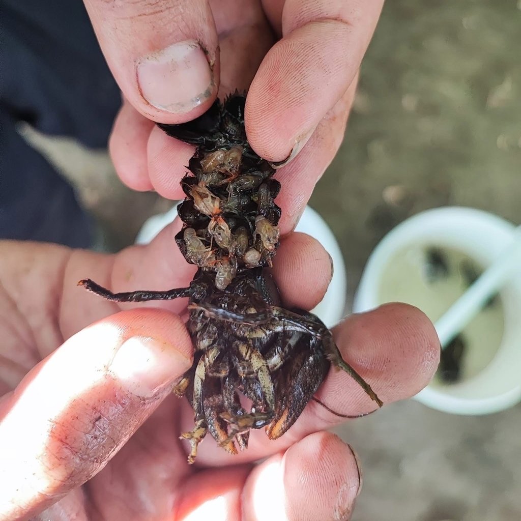 2/2 This was a previously unknown population of the native species at Burley and the discovery is great news!

The find is despite an extensive population of the invasive signal crayfish across the Wharfe catchment, which puts the native species at risk through disease.