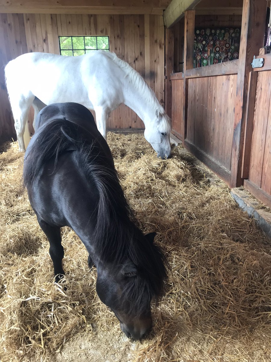 Hanging around the gate begging to come inside. It’s hot and humid and they were allowed. I’m well trained… 🌞
#ponyhour