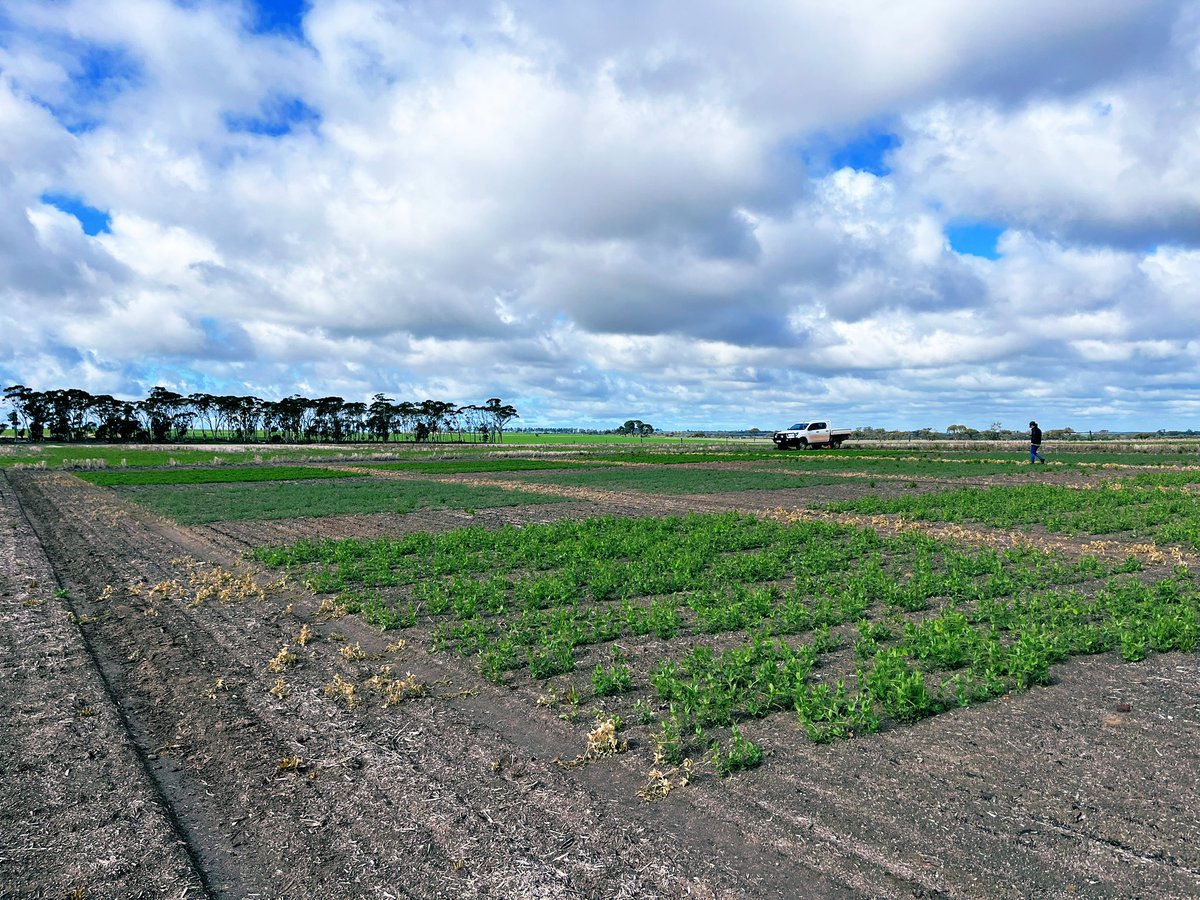 Today we were out at <a href="/GRDCWest/">GRDC West</a> and <a href="/GGA_WA/">Grower Group Alliance</a> project sites in Piawanning, Dalwallinu and Perenjori, collecting data across several key legume trials. These sites are part of <a href="/GRDCWest/">GRDC West</a> broader investment into profitable, resilient cropping and legumes systems.