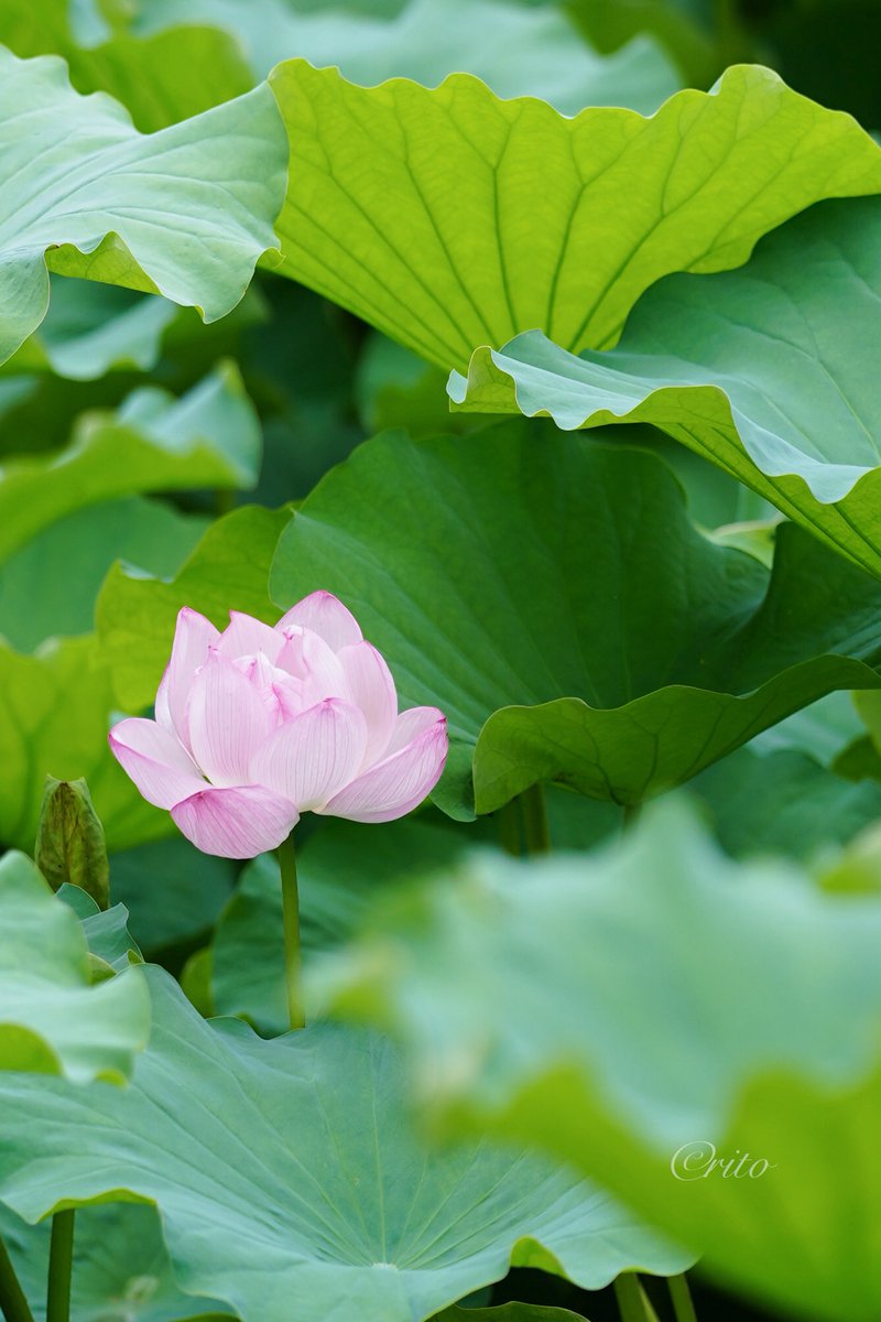Raspberry_Kiss's tweet image. 巡る
#キリトリセカイ #カメラ散歩 #不忍池 #蓮
お世話になった方とさよならしてきました
ここ最近はお付き合いもなかったけれど、みんなに囲まれてきっと幸せだったんだろうな
そんなことを思っていたらイヤホンから花が流れてきてまた泣く
