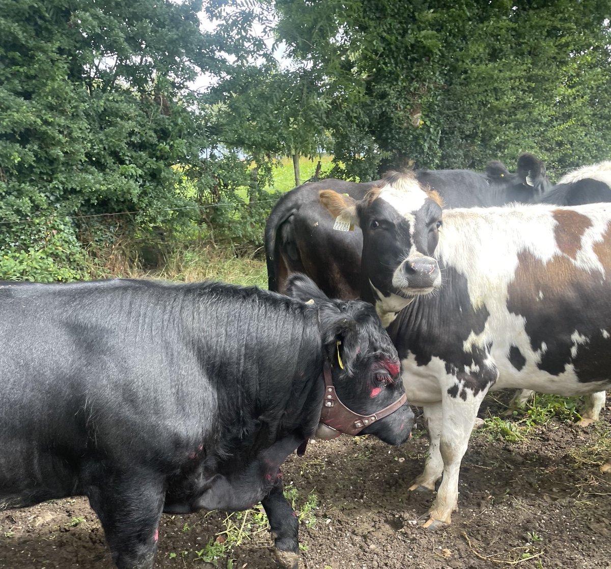 GerHogg's tweet image. How do I explain to that the chinball is for marking heifers that he gets jiggy with, not for applying his makeup 🤷🏻♂️😁 Not sure how he managed it tbh
