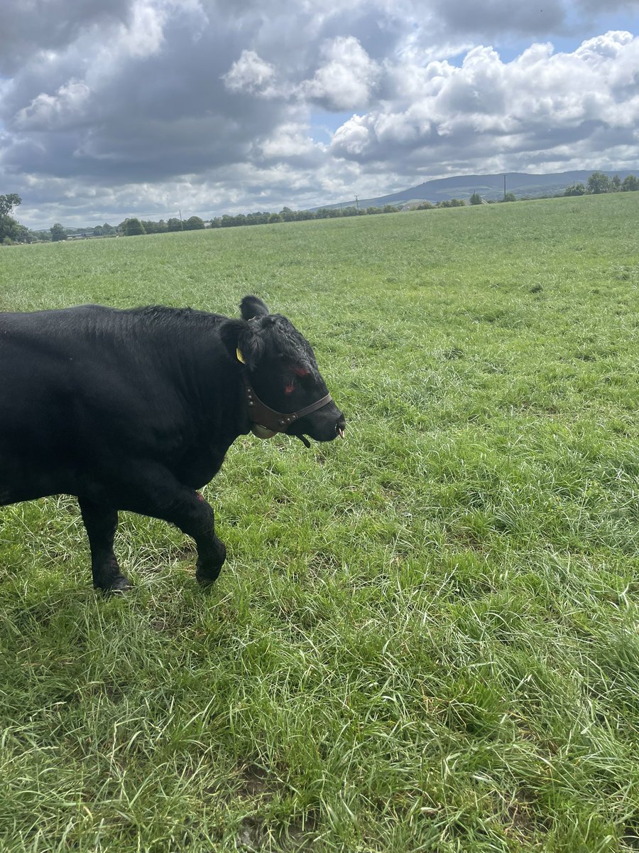 GerHogg's tweet image. How do I explain to that the chinball is for marking heifers that he gets jiggy with, not for applying his makeup 🤷🏻♂️😁 Not sure how he managed it tbh