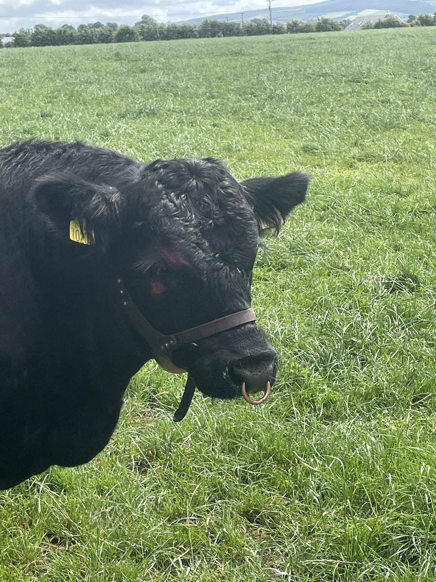 GerHogg's tweet image. How do I explain to that the chinball is for marking heifers that he gets jiggy with, not for applying his makeup 🤷🏻♂️😁 Not sure how he managed it tbh