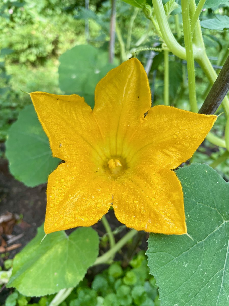 While I hope to make meals of my accidental Summer Squash plants, there can be no greater reward than the fleeting beauty of their dew-drenched flowers blooming into gold stars at sunrise, closing by noon. Thank you for this unexpected residency. The shows are magnificent.