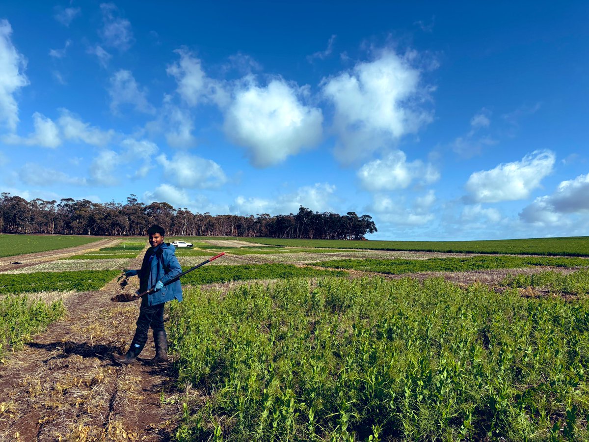 Tissue testing at our York <a href="/GRDCWest/">GRDC West</a> Fertilising Grain legumes site today. This trial is looking at the effects of Phosphorus fertiliser rates on chickpeas, lentils, lupins, vetch and field peas in P deficient soil. Great team work Leah, Shwatank and Erin!