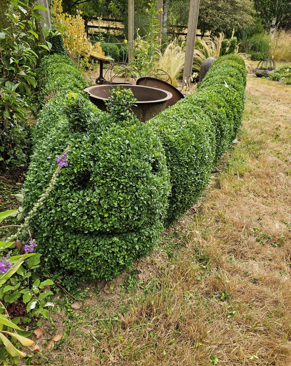 Littleashgarden's tweet image. Box clipping this morning, as it was cloudy... 
The caterpillars are in better shape now and recovering well from the #boxblight of last year. Thanks to applications of #Topbuxus and the very dry weather. 
All smart for @NGSOpenGardens @DevonNGS opening Sun 20th July 1-5pm.