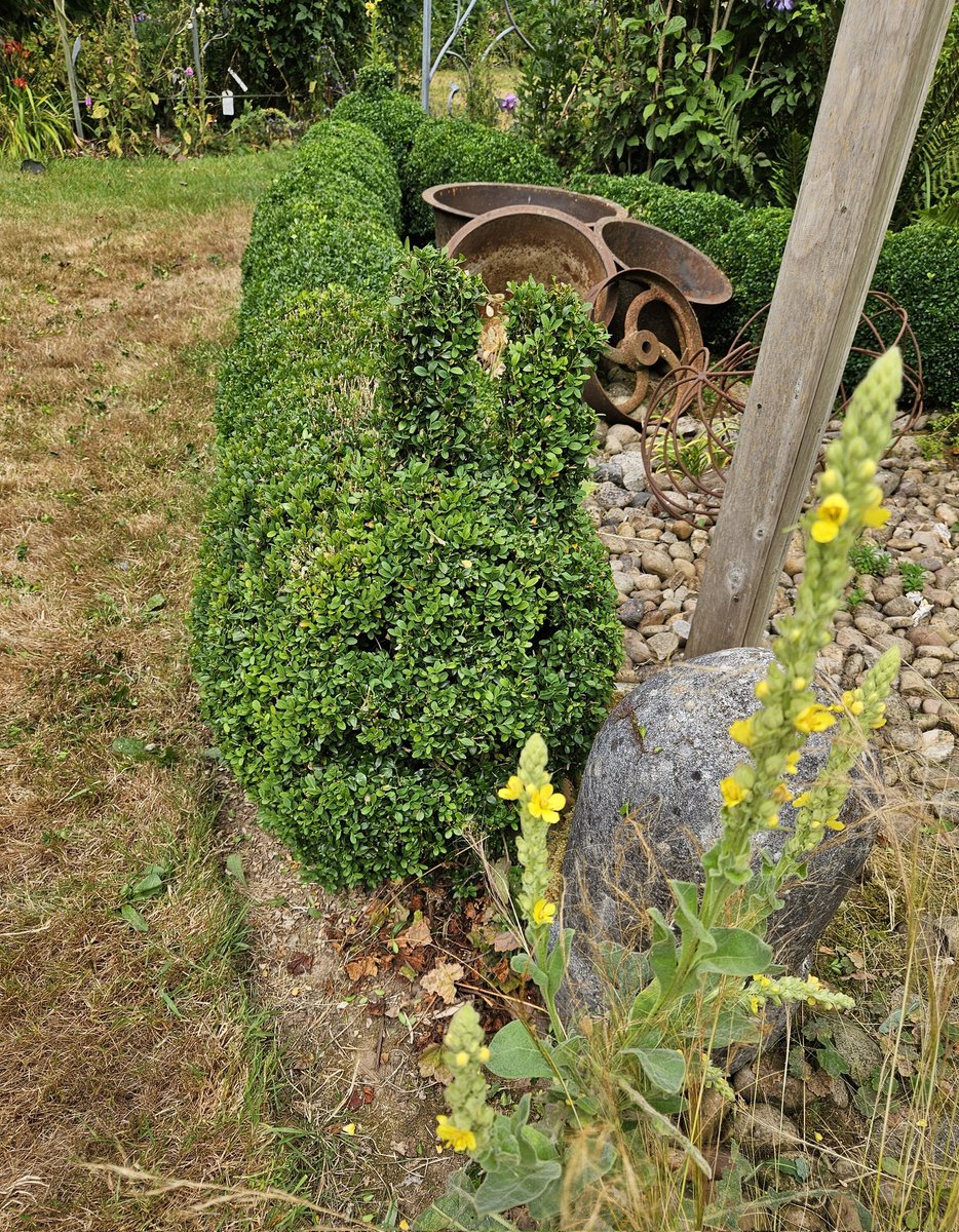 Littleashgarden's tweet image. Box clipping this morning, as it was cloudy... 
The caterpillars are in better shape now and recovering well from the #boxblight of last year. Thanks to applications of #Topbuxus and the very dry weather. 
All smart for @NGSOpenGardens @DevonNGS opening Sun 20th July 1-5pm.