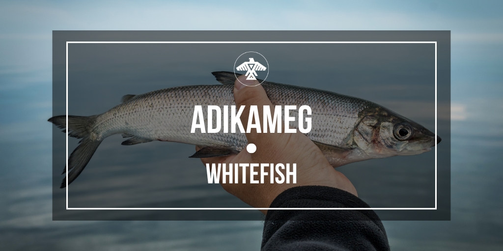 AnishNation's tweet image. Adikameg (whitefish)
- Pocket Ojibwe: A Phrasebook for all occasions Patricia M. Ningewance