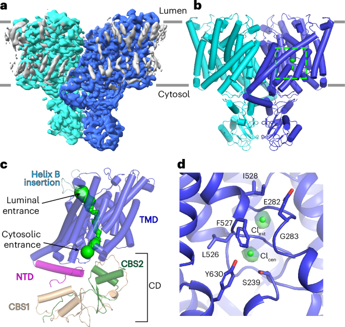 NatureSMB's tweet image. New online! Structural basis of ClC-3 transporter inhibition by TMEM9 and PtdIns(3,5)P2 bit.ly/4eUtxpR