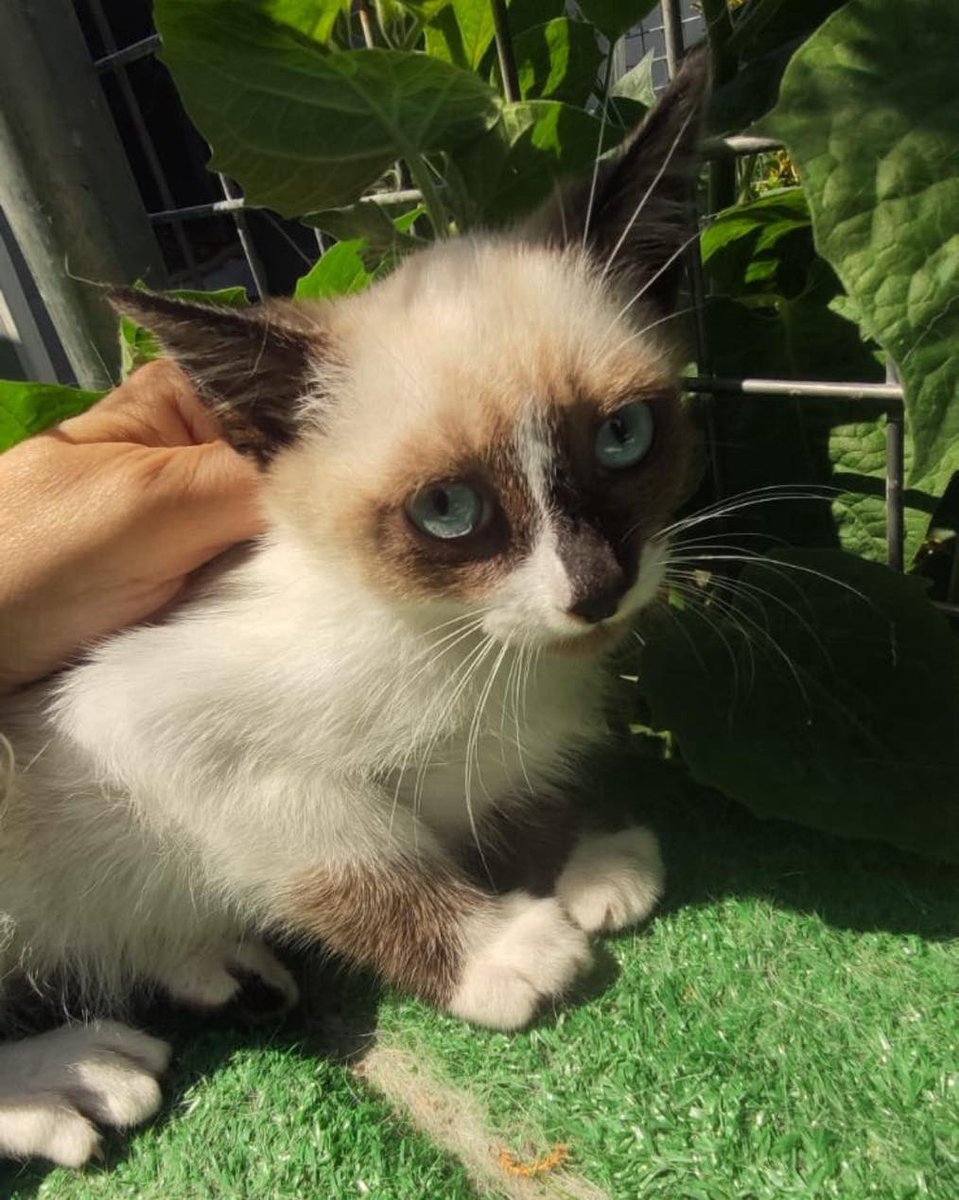 Grilo é un cruce de siamés pequeno e moi simpático. Un gatiño para o que buscamos família definitiva.