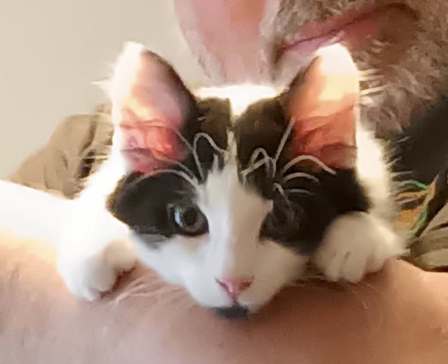 MNashCatRescue's tweet image. Kittens! Bonded siblings Oreo & Mittens love to play & sleep together. Oreo enjoys being brushed whilst Mittens enjoys chasing the brush! Very playful, they also love humans & affection. Great family pets to play & cuddle with! #AdoptDontShop #WhiskersWednesday #Buckinghamshire