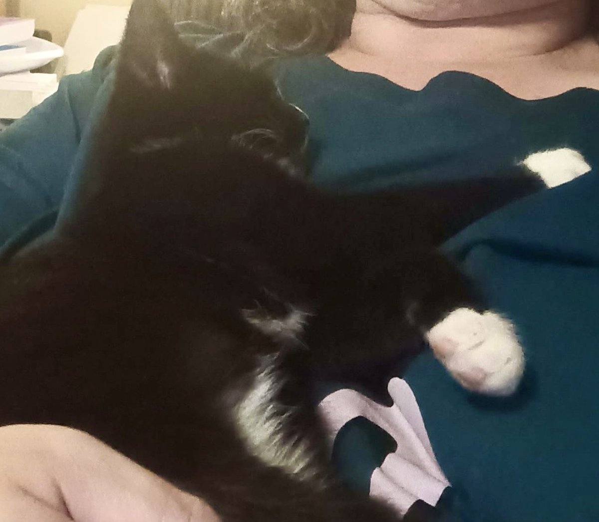 MNashCatRescue's tweet image. Kittens! Bonded siblings Oreo & Mittens love to play & sleep together. Oreo enjoys being brushed whilst Mittens enjoys chasing the brush! Very playful, they also love humans & affection. Great family pets to play & cuddle with! #AdoptDontShop #WhiskersWednesday #Buckinghamshire