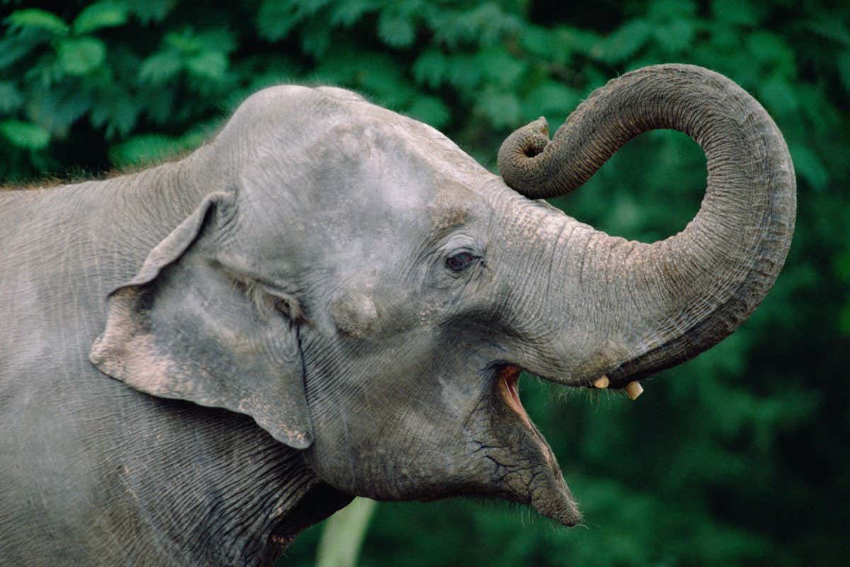stae_elephants's tweet image. Scientists suggest that much of elephant communication is via body language. Elephants gesture with their trunks and eyes to indicate their needs. zurl.co/DvNQP