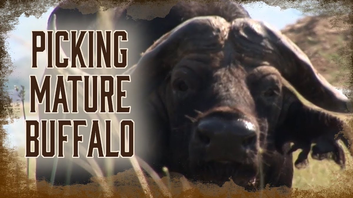 RealBoddingtons's tweet photo. In this video Craig Boddington shows you how to pick out a mature bull buffalo to harvest.

Have you hunted "The Black Death"?

https://t.co/94NZNjmMPx

#CBEO
#CraigBoddingtonEndorsedOutfitters
#Helpingthegoodguyswin #Boddos100Best #SafariEd https://t.co/GbtleBD1hl