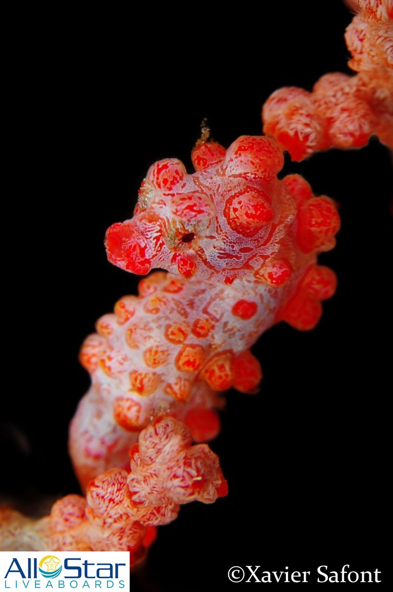 Pygmy seahorses are mesmerizing mini marvels that blend perfectly with vibrant corals, showcasing nature's artistry. Join us in Indonesia for underwater adventures with critters big and small! 
📸Xavier Safont

#allstarliveaboards #indonesia #pygmyseahorse #seahorse