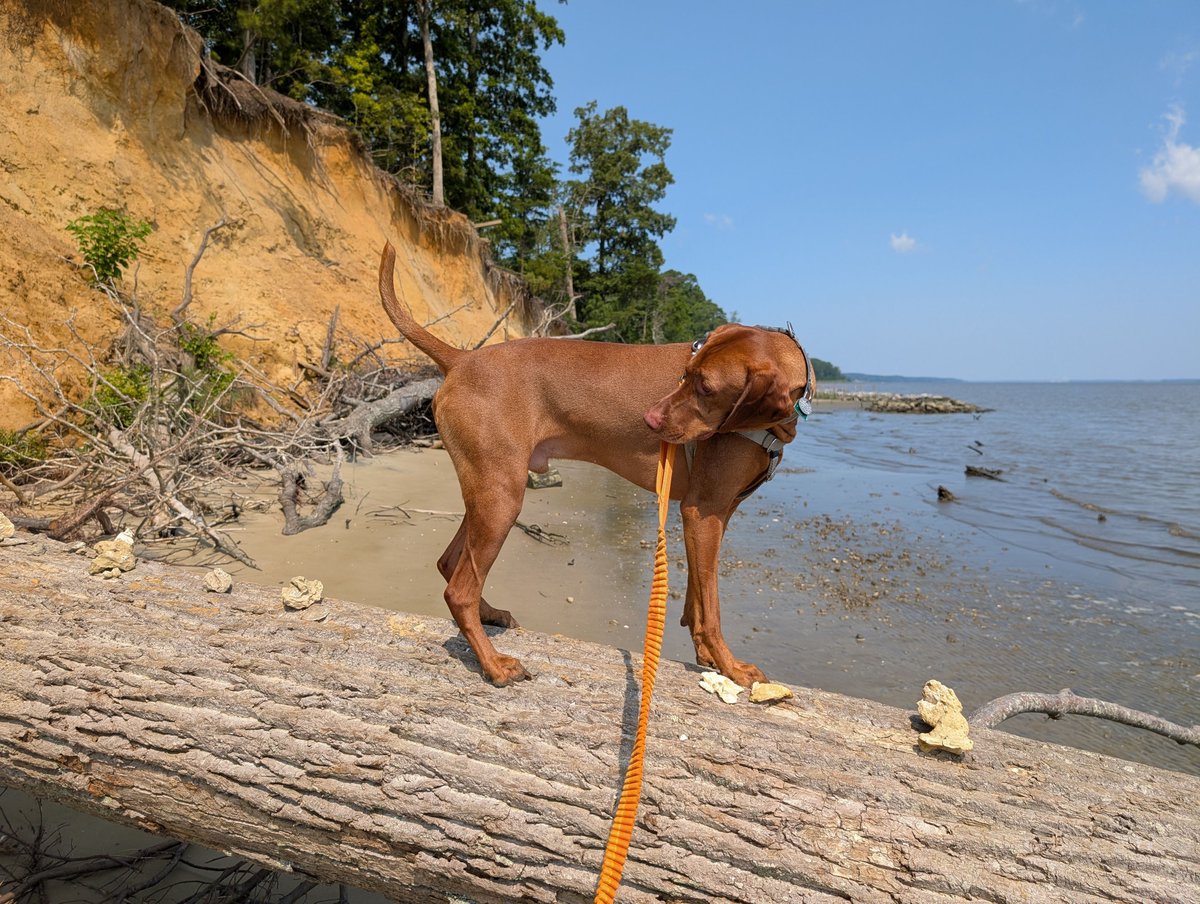 🌎 Think you can guess where Yonder was this #WITWW? Hint: with 40 miles of trails ranging through the forest to the bay, this national estuarine reserve also has a small fossil beach. You know the drill: post a guess, and we'll return at 5pm with the reveal.

#vizsla #bringfido