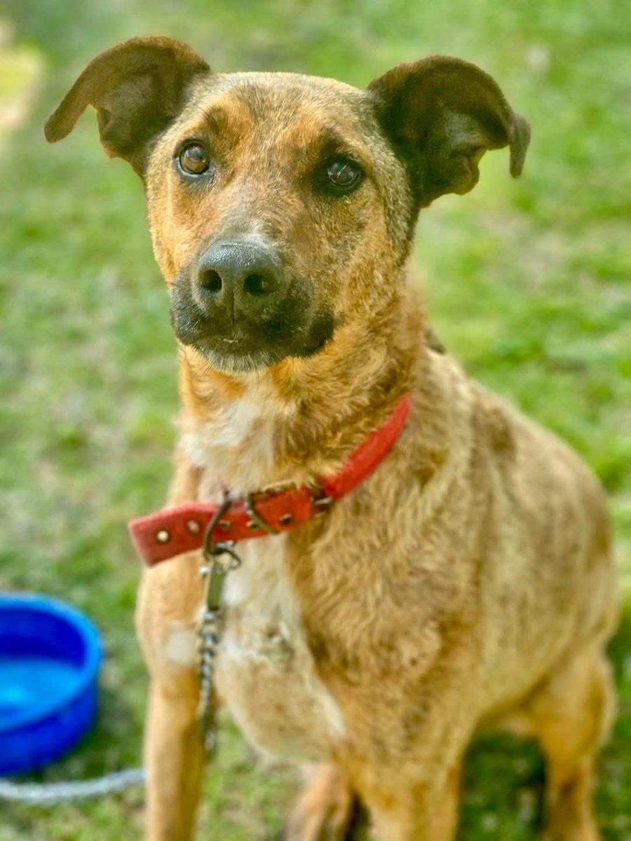 HACE 8 AÑOS TUPAC ESPERA UN HOGAR 💔

Entró siendo bebé junto a sus hermanitos. Vio la vida pasar en el refu...
Y hoy sigue soñando con su propio hogar.

Si querés darle el final feliz que tanto espera Tupac este 2025 escribinos a adoptantesdelcampito@gmail.com 🙏🏻🧡