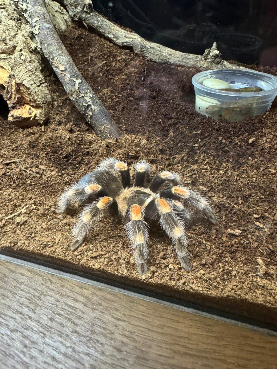 #OutdoorEd: Year 8 have enjoyed their morning activities on day 3 of the Wales trip.

#WeAreBohuntWokingham