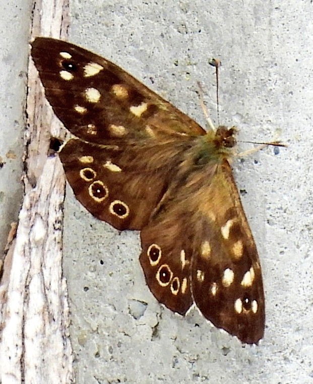 DonoghSweeney's tweet image. Spotted in our back garden yesterday between the heavy rain showers. Trying to warm up in what little sun there was 🦋 #Butterfly