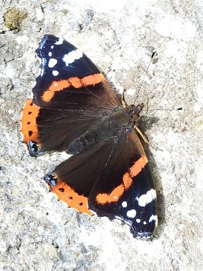 DonoghSweeney's tweet image. Spotted in our back garden yesterday between the heavy rain showers. Trying to warm up in what little sun there was 🦋 #Butterfly