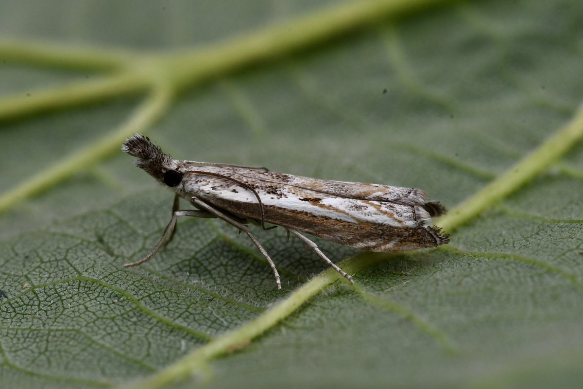 Kevan Brett (@kevanbrett) on Twitter photo Not posted for a while, various reasons! But good weekend (12/13thJuly) for moths in garden stars were Willow Knot-horn, Scarce Silver Y, Dark Umber and Hook-tipped Grass-moth among others <a href="/norfolkmoths/">Norfolk Moths (Jim Wheeler CMR)</a> Not posted for a while, various reasons! But good weekend (12/13thJuly) for moths in garden stars were Willow Knot-horn, Scarce Silver Y, Dark Umber and Hook-tipped Grass-moth among others <a href="/norfolkmoths/">Norfolk Moths (Jim Wheeler CMR)</a>