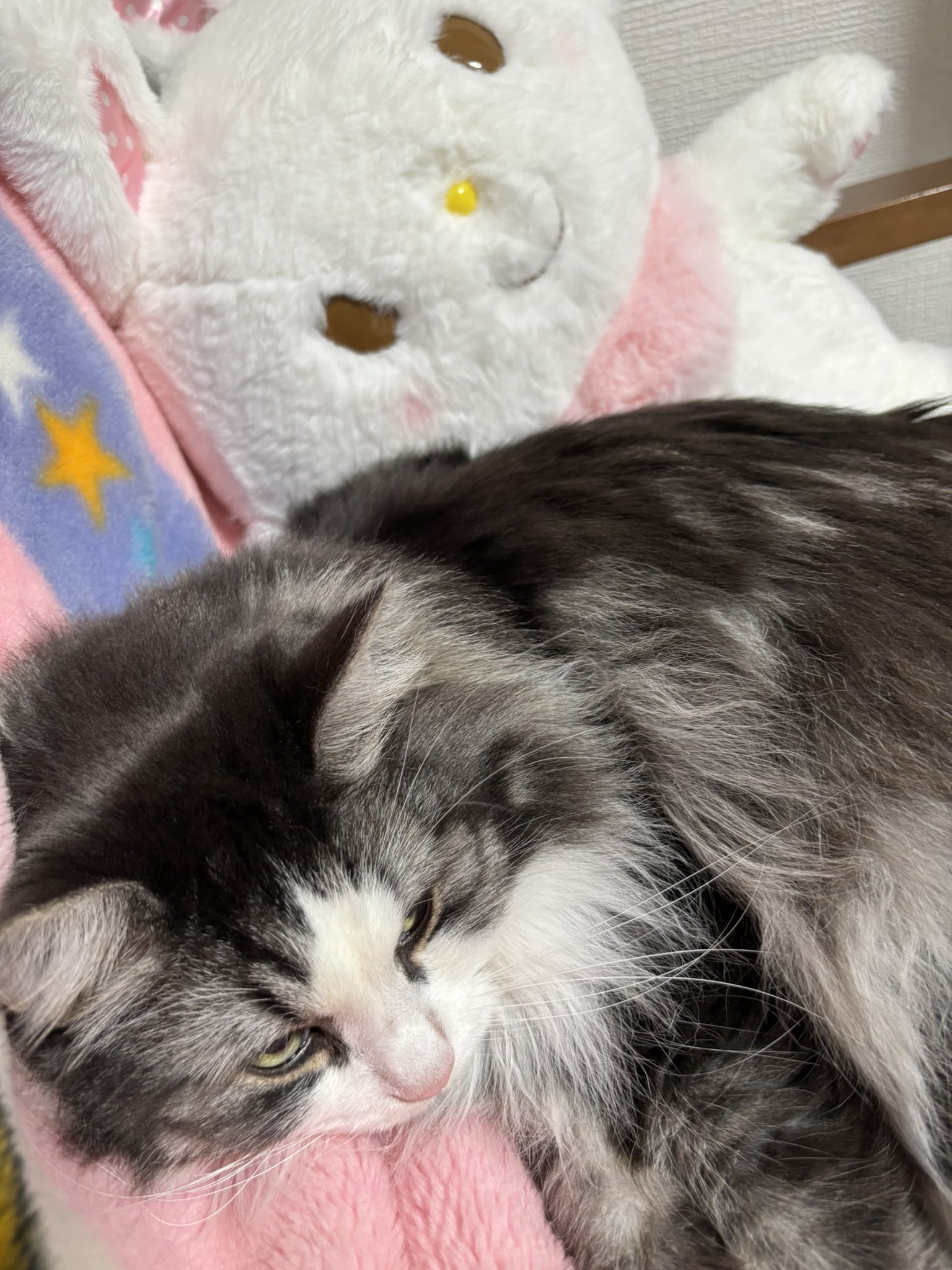 猫ぷぷ ぶち猫さん2 ＊ まんまる目のおすましさん ぶちの柄入れ