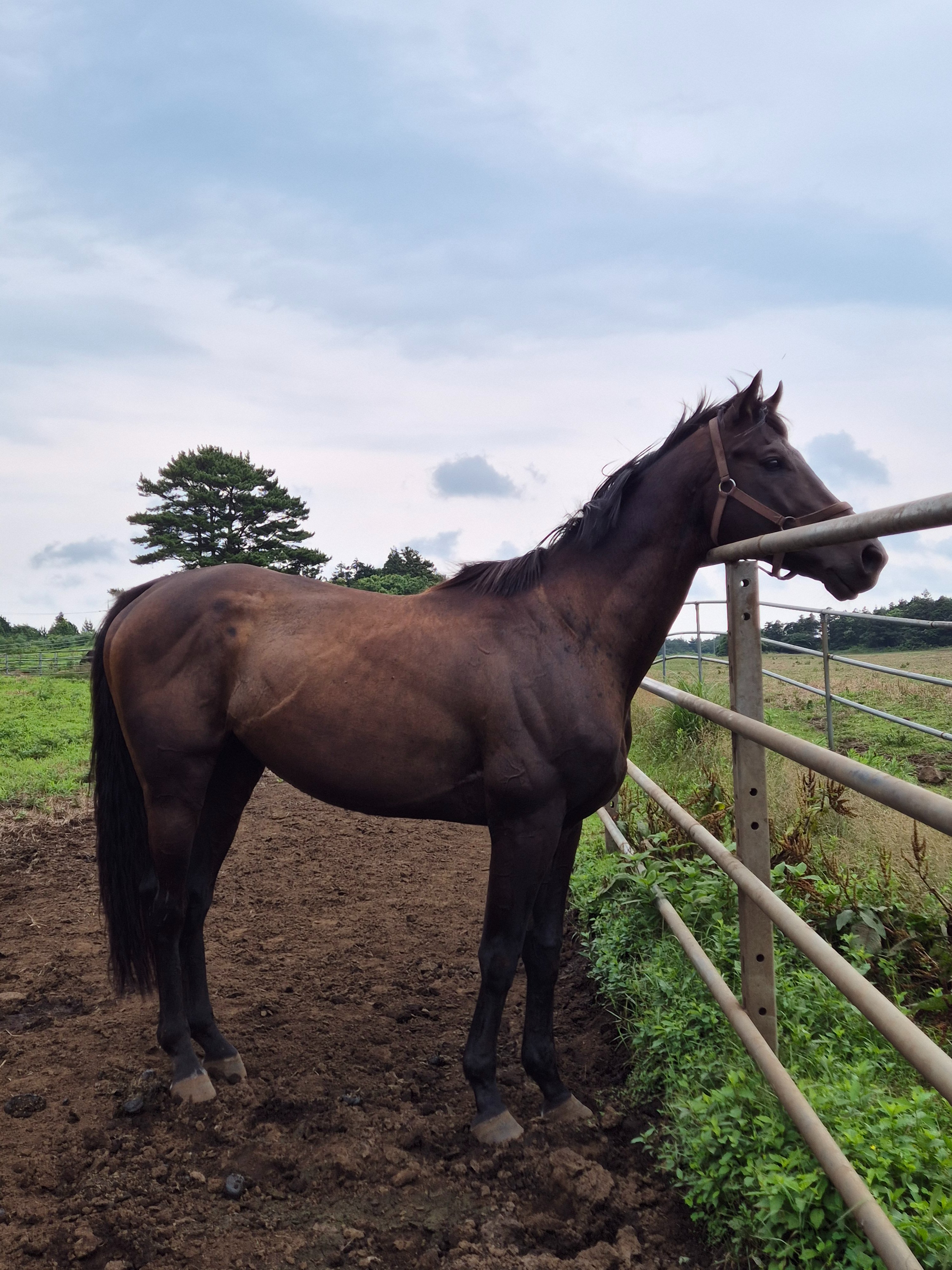 牧場ウマウマ morimoto stable on X: 