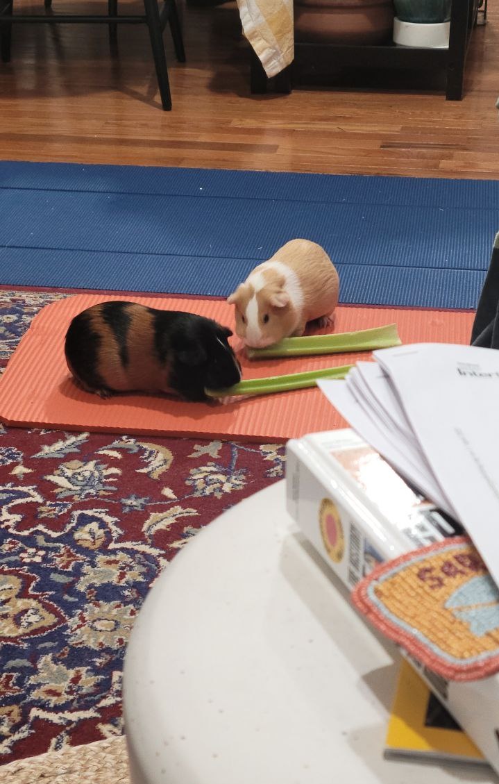 fuzzydusunceler's tweet photo. Hey Twitter/X! Once again it's time to do your thing. We need help moving these cute little piggies from US to Turkey. Unfortunately, we could find any airlines that would accept them in cabin. They are very well-behaved and quiet and we're willing to pay extra or business c to + https://t.co/lzwgeYjm9r
