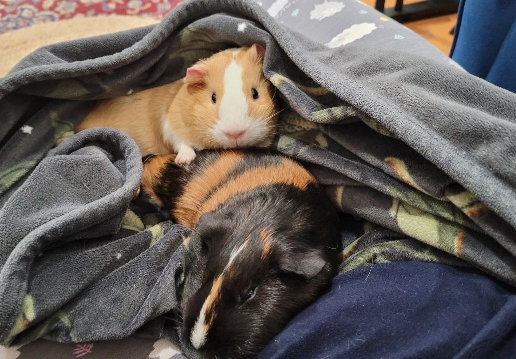 Hey Twitter/X! Once again it's time to do your thing. We need help moving these cute little piggies from US to Turkey. Unfortunately, we could find any airlines that would accept them in cabin. They are very well-behaved and quiet and we're willing to pay extra or business c to +