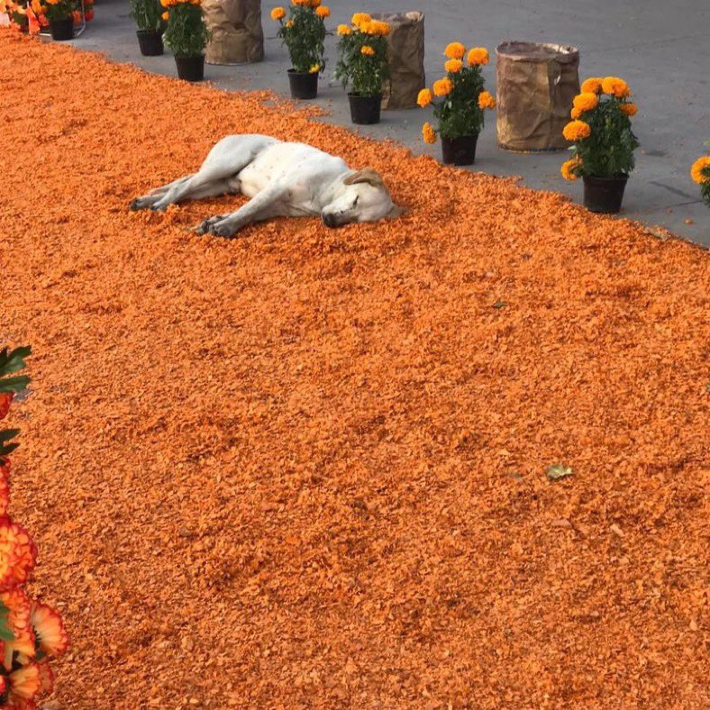 This dog just passed away 🥲