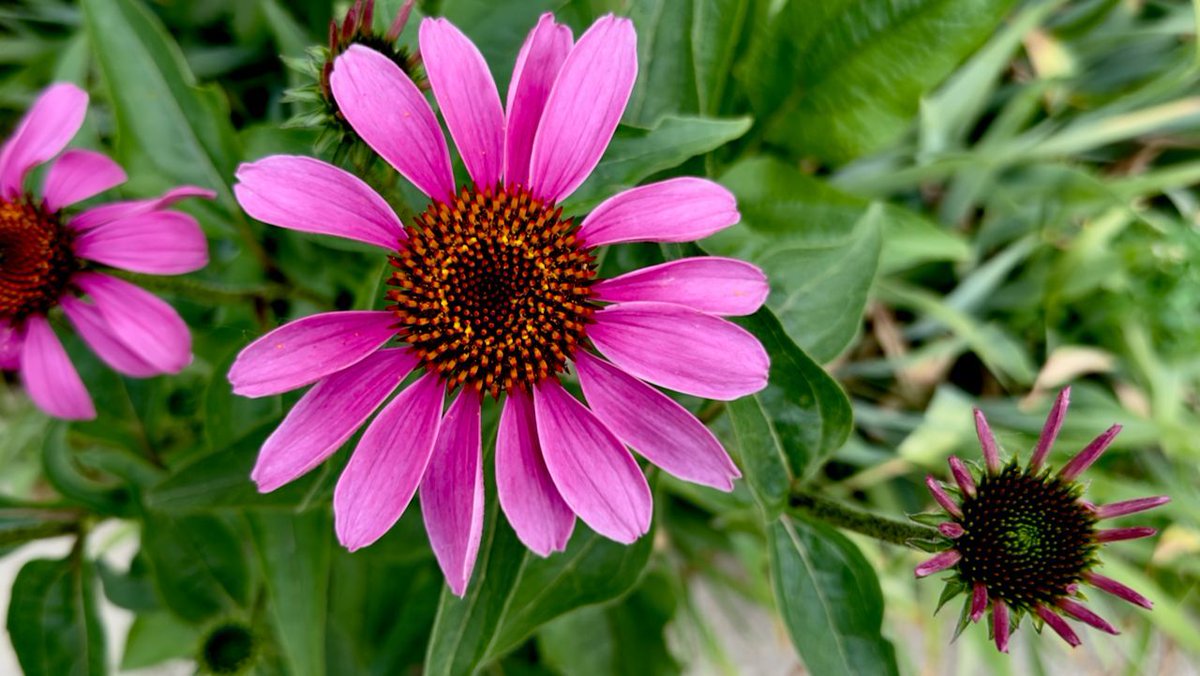 gm!
"Stages of Bloom"
From almost done, to full, to just getting ready, it's a wonderful time of year to see all of the stages of bloominess!