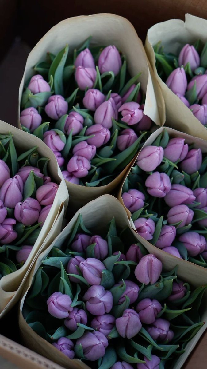 Tulips Library (@tulipslibrary) on Twitter photo 