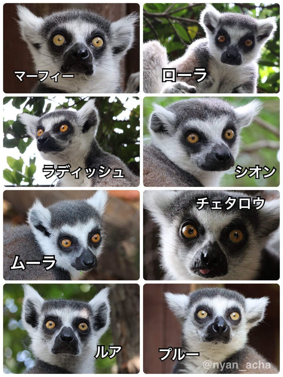 nyan_acha's tweet image. 合ってるはずー！

 #神戸どうぶつ王国
 #ワオキツネザル
