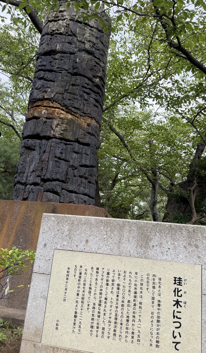 aichi_granite's tweet image. でっかい珪化木がモニュメントになってた(^-^)/…@小松市芦城公園 #街の中で見つかるすごい石 #街角地質学