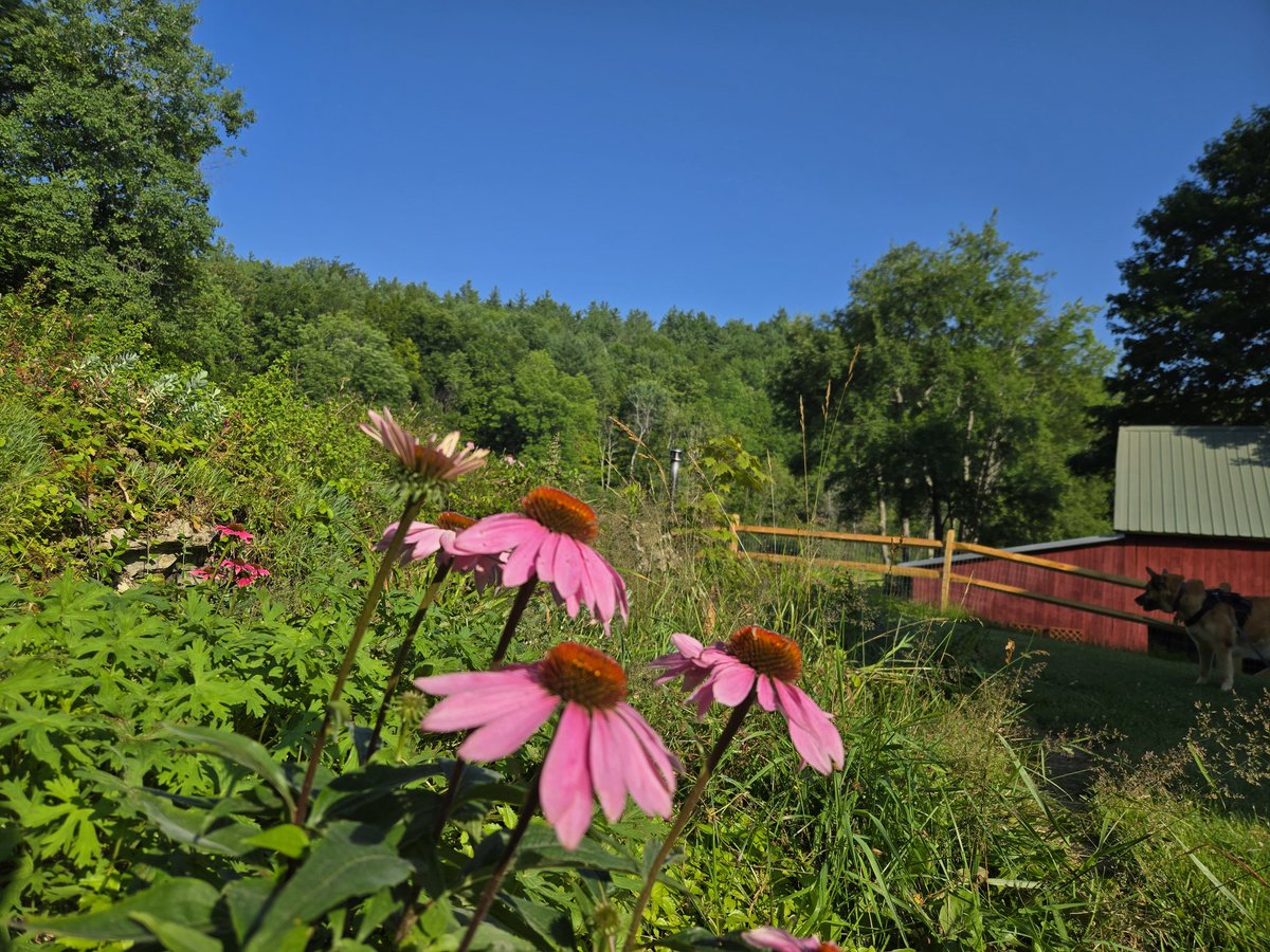 VTFlatlander's tweet image. Good morning from sunny Southwest VT. Days like today make the winter worth it.