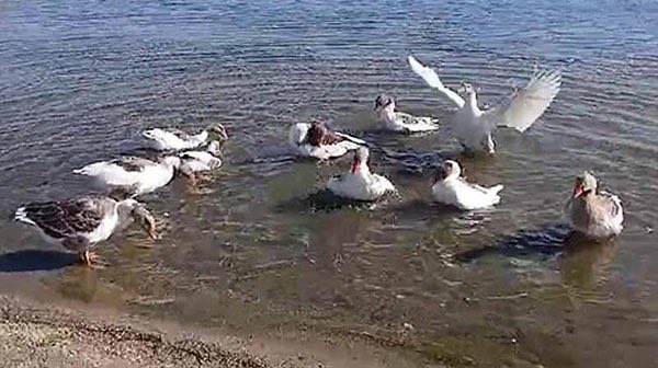 Okurken “Bu Kadarına Pes” Diyeceksiniz! Denizde Yüzdükleri İçin CİMER’e Şikayet Edilen Kazlar kapatıldıkları kümeste sıcaktan be stresten öldü. Kocaaa deniz neyinize yetmedi bee!!! Ne oluyor allah aşkına bu dünya ne duruma geldi artık!

Kaynak; amp.onedio.com/haber/okurken-…