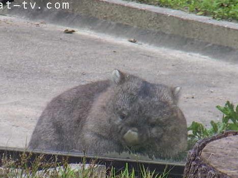 lucywombat5's tweet image. なんだか、
たっぷりして見えるよ〜。
2021/7
#ウォンバット　　#五月山動物園