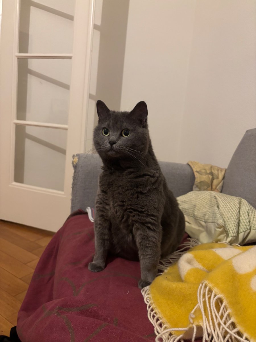 À tous mes mutus que j’ai vu IRL :

Le chat de mon frère, Penny, a besoin d’être placée chez quelqu’un avant le 28 juillet pour qu’elle y vive et sois heureuse avec

Il vous la cède de manière gratuite. Faut juste m’écrire en DM pour vous expliquer les conditions 

RT appréciés