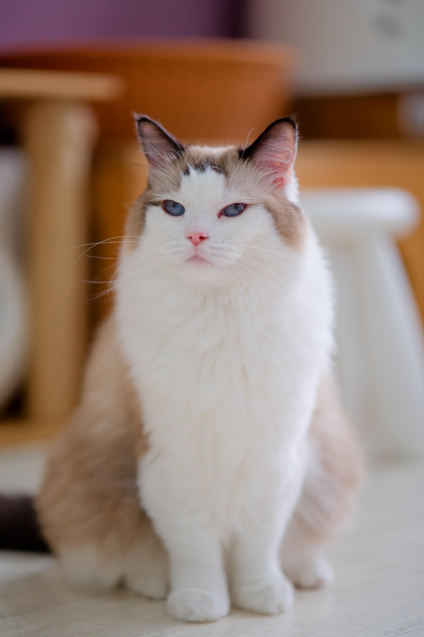 ねこ/ＮＥＵＴＲＡＬ　ＣＯＬＯＲＳ/阿部伸二（単行本） ぬりえほん ねこ | PUBLICATIONS