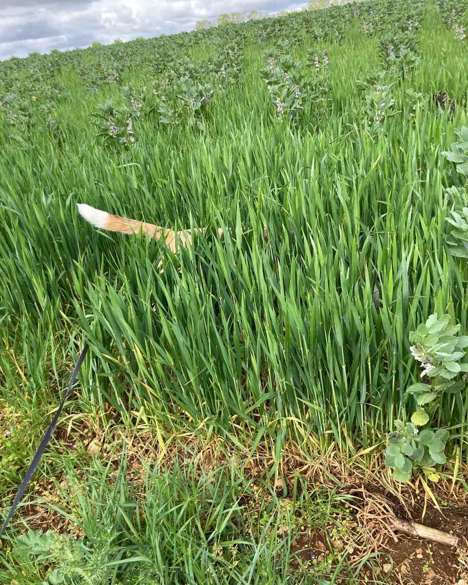 The white tip of the #beagle tail is known as their “flag” and was selectively bred so these hounds could be spotted while hunting. It is useful in many situations. #beaglefacts

📷 <a href="/BanditsBeagle/">Beagle Bandit🐾🇫🇷 🇪🇺💙</a> / Twitter
