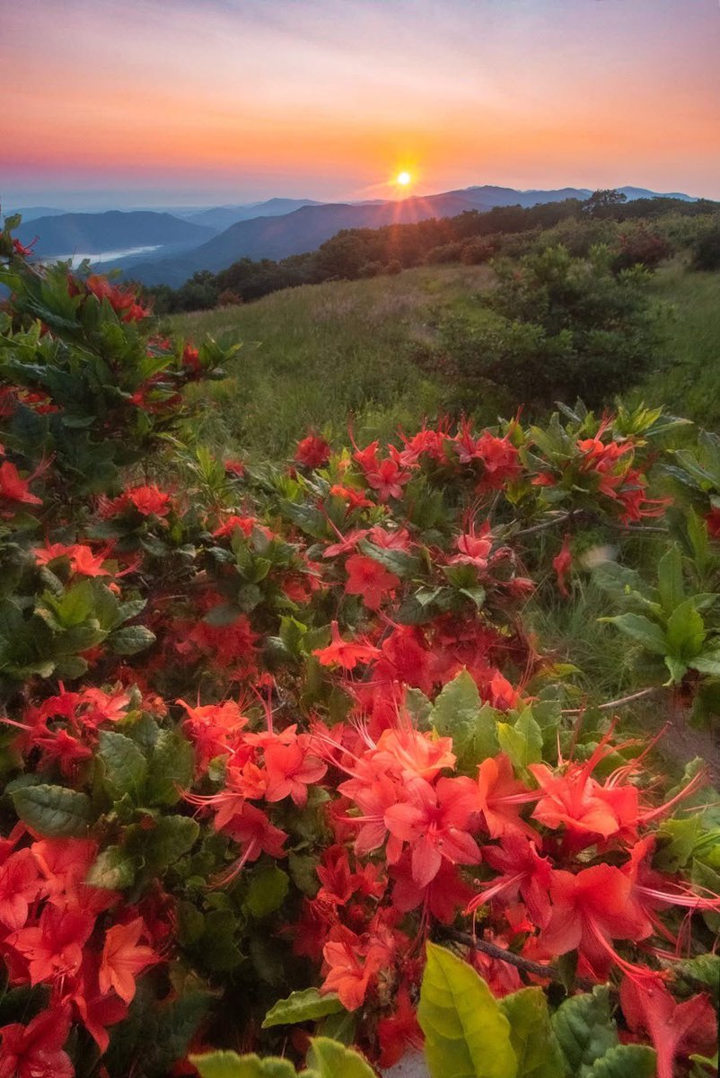 SabbyBentley's tweet image. Good morning and happy Wednesday, friends😊
Gorgeous flame azaleas blaze atop Gregory Bald, with stunning views of Cades Cove in Great Smoky Mountains National Park TN ⛰️🌅