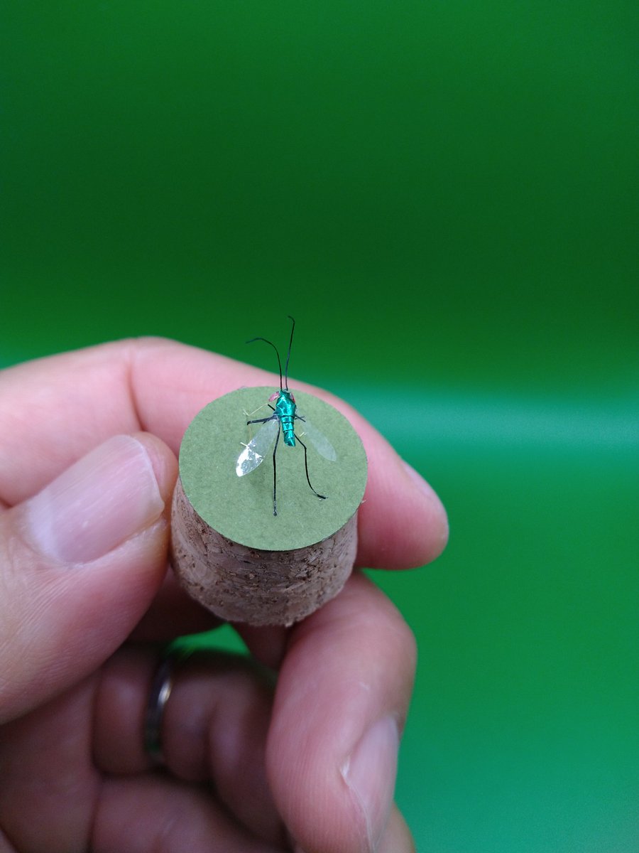 今日は、ヒゲナガマガリホソアシナガバエ。髭長曲細脚長蝿
小さな虫を見つけられる呪文です。
#博物ふぇす