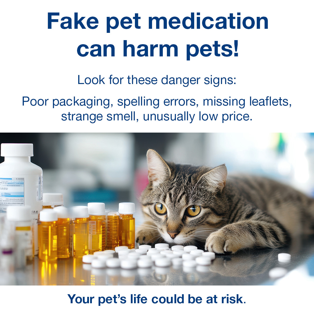 WorcsTS's tweet image. Pet owners beware! Counterfeit flea treatments are being sold online - they could make your pet seriously ill.
✅ Always buy from trusted sources
⚠️ Look out for poor packaging, spelling errors, and strange smells.
Find out more: bit.ly/FakeFleaTreatm…