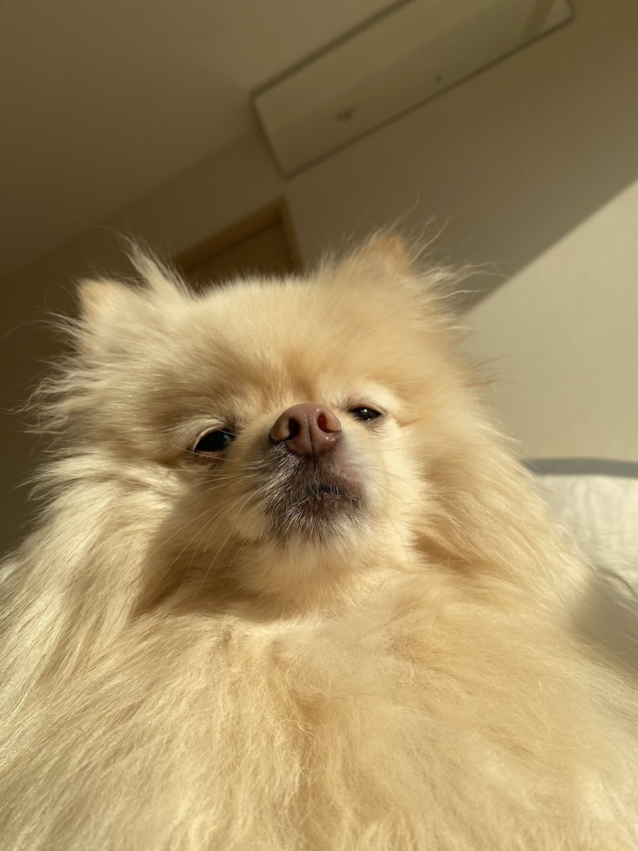 ポメラニアンぽぽ (@zob4v) / Posts / X