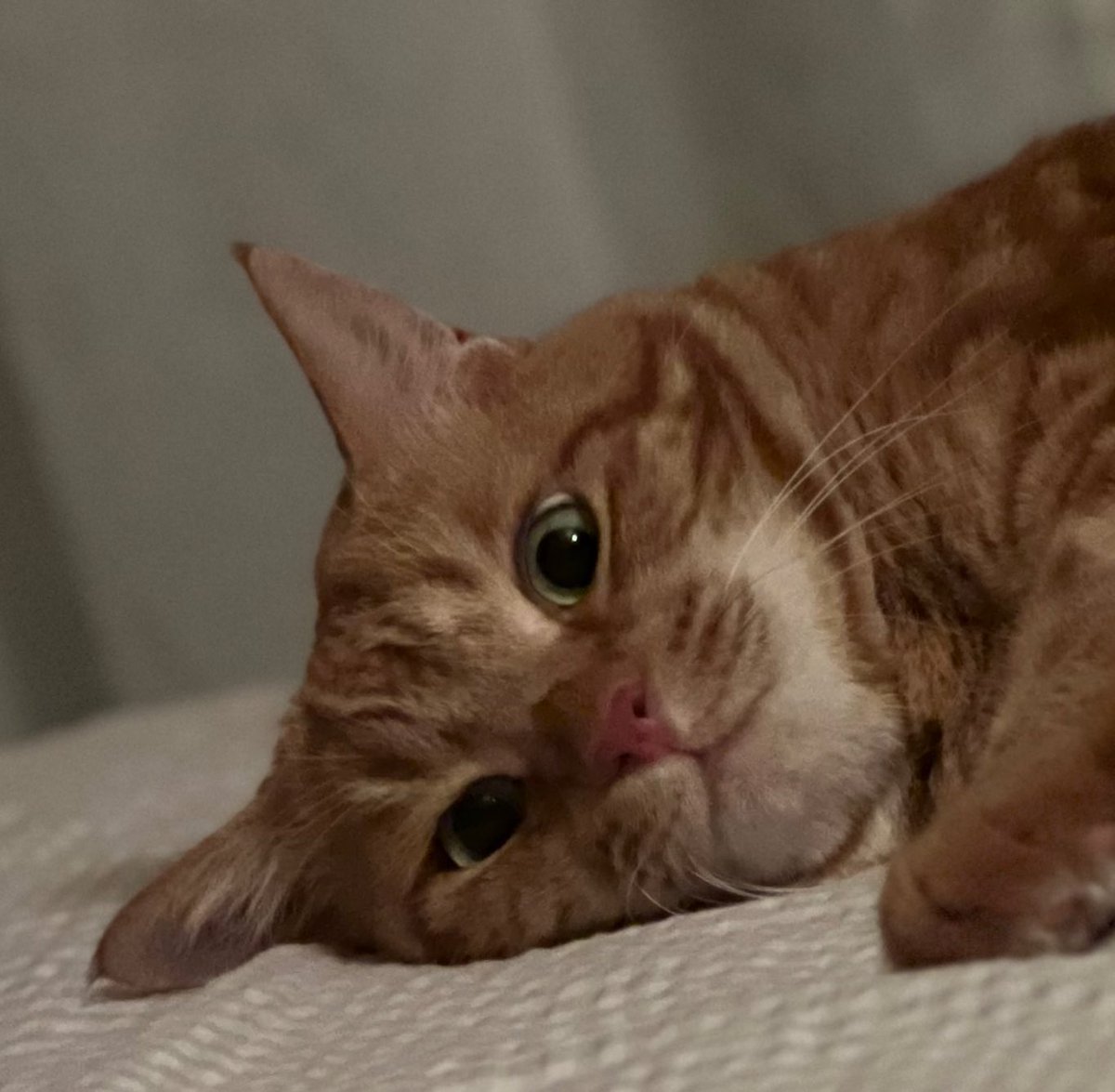 寝るよー💤　　　　　　by🐯