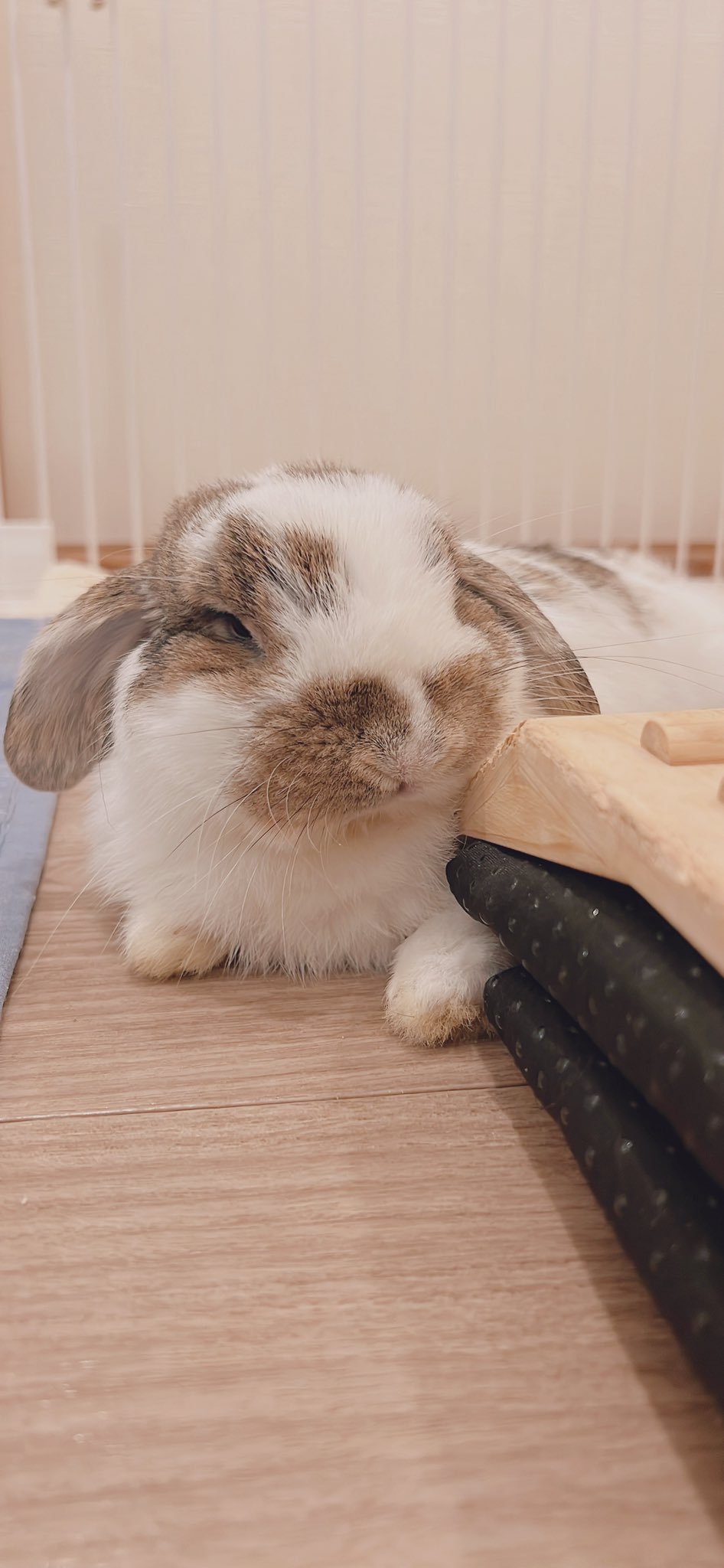 おれんじうさぎです。 楽天市場】【ドリームズ公式】ねこぜなあなたをサポートする