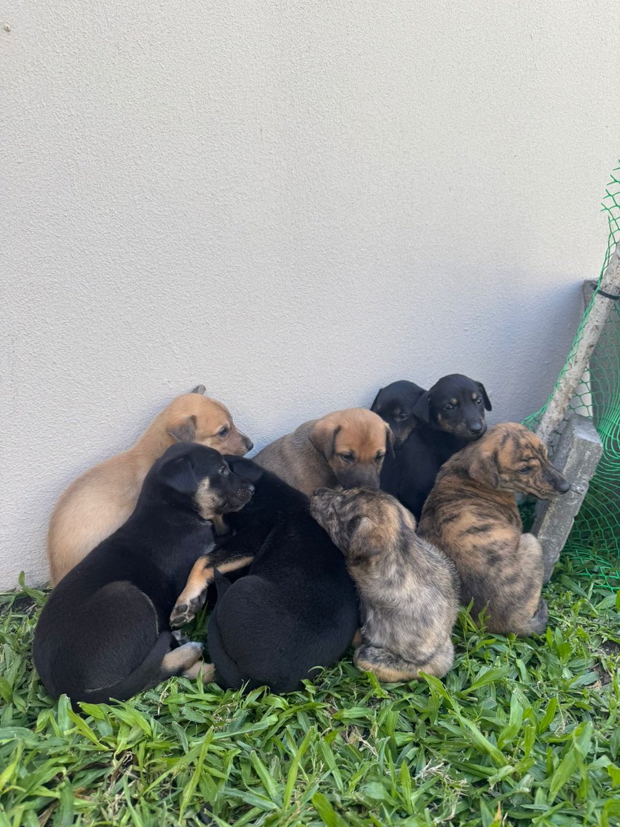 Sabías que podés colaborar con $15000 todos los meses suscribiendote a la Misión Solidaria desde tu cuenta de mercado pago
Con tu ayuda podemos seguir rescatando animales de la calle. Nos das una mano?
mercadopago.com.ar/subscriptions/…