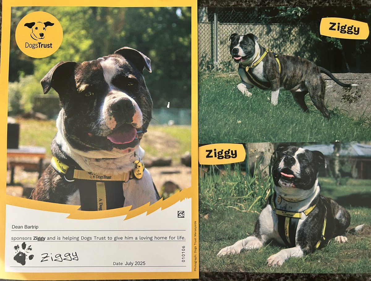 deanbartrip's tweet photo. Happy to sponsor another Bull breed at @DogsTrust after my previous old sponsor dog, Big Mike, unfortunately passed away! 🐶❤️ https://t.co/WFSi20uWfO
