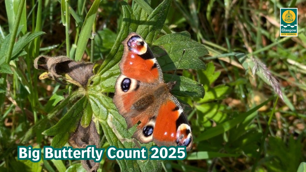 GlasgowCC's tweet image. 🦋 The Big Butterfly Count is back! 🗓️ 18 Jul–10 Aug
Take just 15 minutes to connect with nature and help protect it!
Download the Butterfly Count app from your app store to get started.
More info 👉 …erflycount.butterfly-conservation.org
#BigButterflyCount